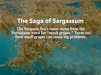 The Saga of Sargassum