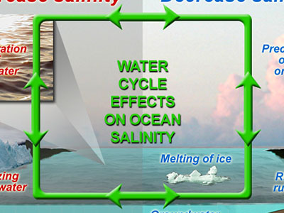 Water cycle effects on ocean salinity